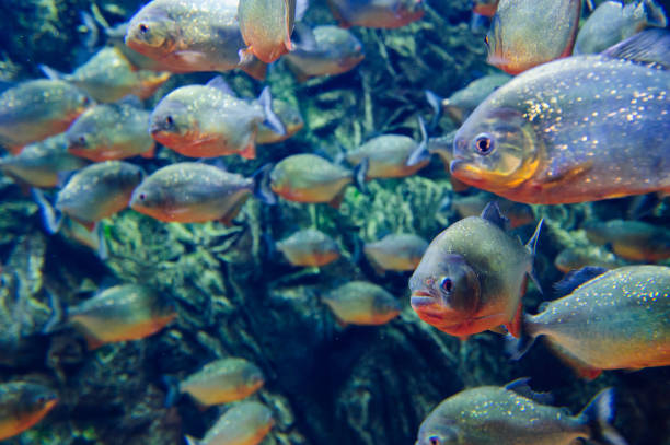 istock Wonderful and beautiful underwater world with corals and tropical fish. 1194330195