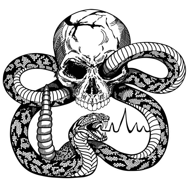 человеческий череп и змея. черно-белая татуировка - snake white curled up animal stock illustrations