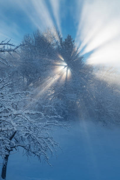 Sun shining through tree branches and fog casting long rays of light stock photo
