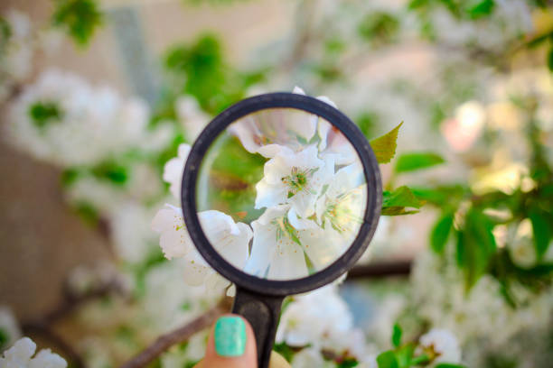 istock Magnifying glass directionally on spring flowers of a tree. Concept of spring. 1194334184