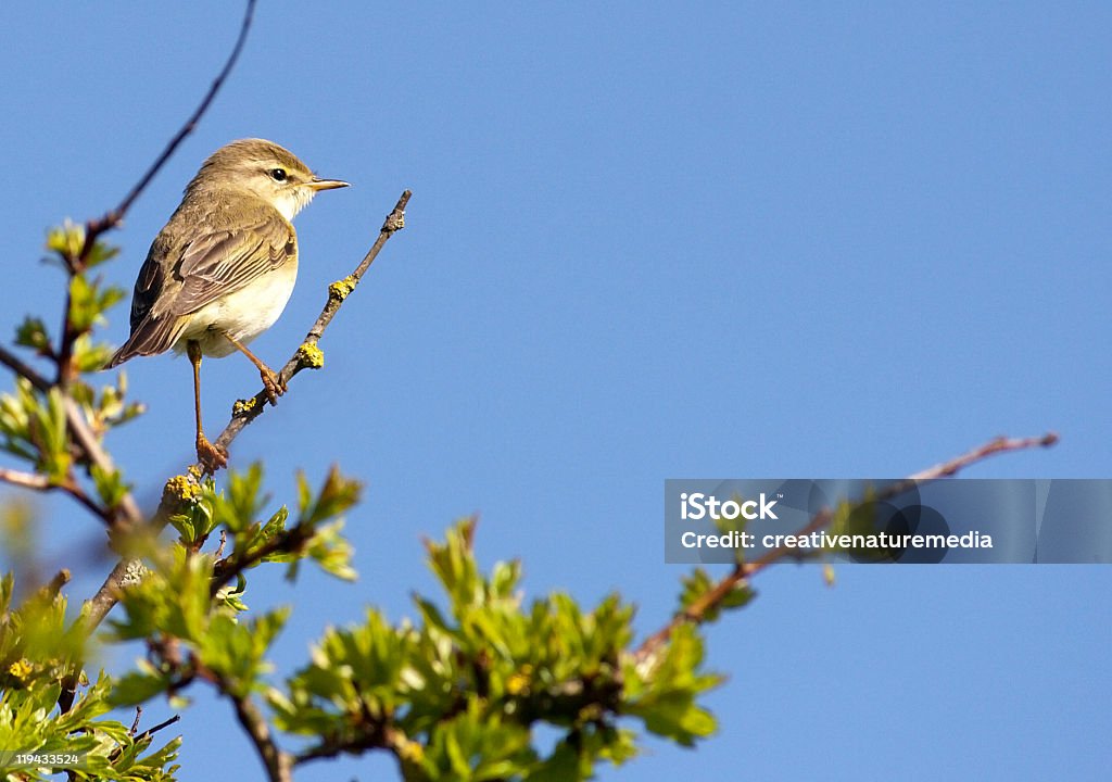Willow Warbler (Phylloscopus trochilus) A willow warbler perched on a branch of hawthorn. Willow Warbler Stock Photo