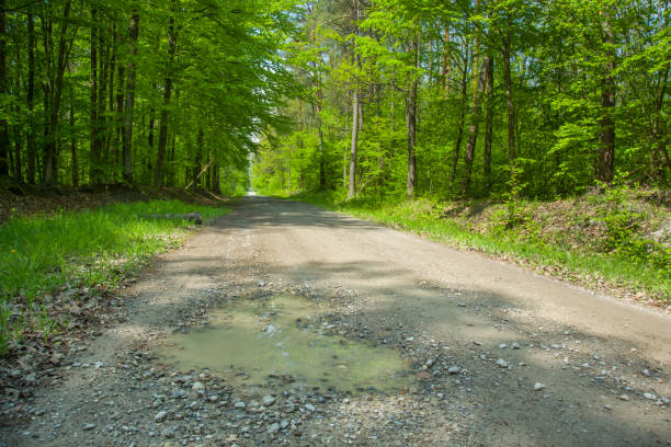 istock Puddle on a gravel road in the forest 1194337210