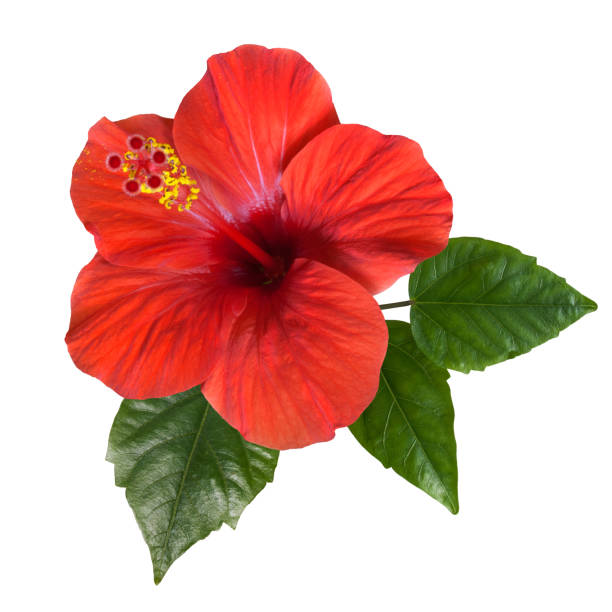 istock red hibiscus flowers and buds 1194337467