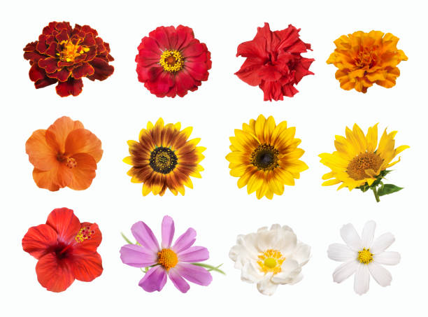 ensemble de fleurs aux couleurs vives isolées sur le fond blanc - daffodil bouquet isolated on white petal photos et images de collection