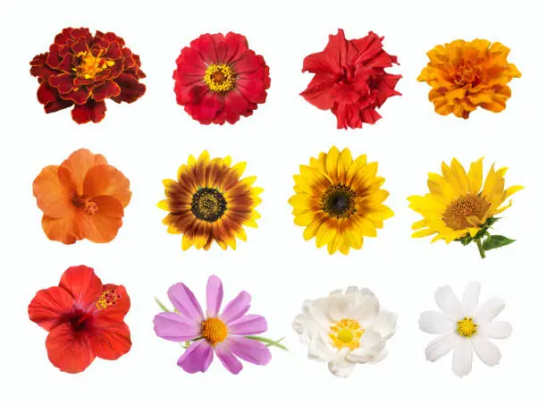 Photo of set of brightly colored flowers isolated on white background