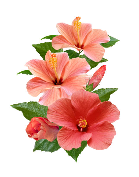 pink hibiscus flowers isolated and leaves bright pink hibiscus flowers and leaves on a branch isolated on white background tropical flower stock pictures, royalty-free photos & images