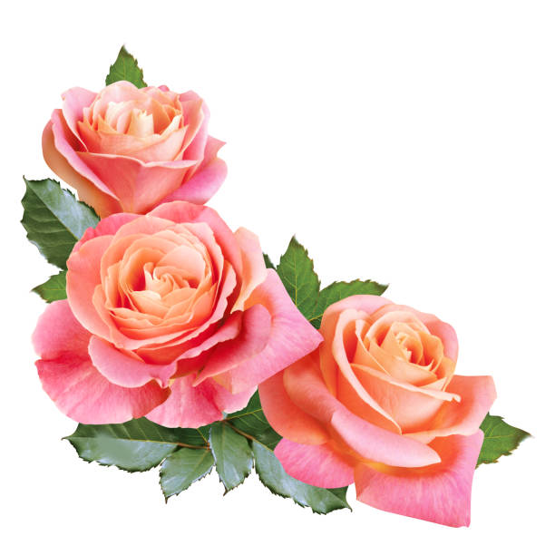 tender bouquet of pink creamy roses isolated on white background