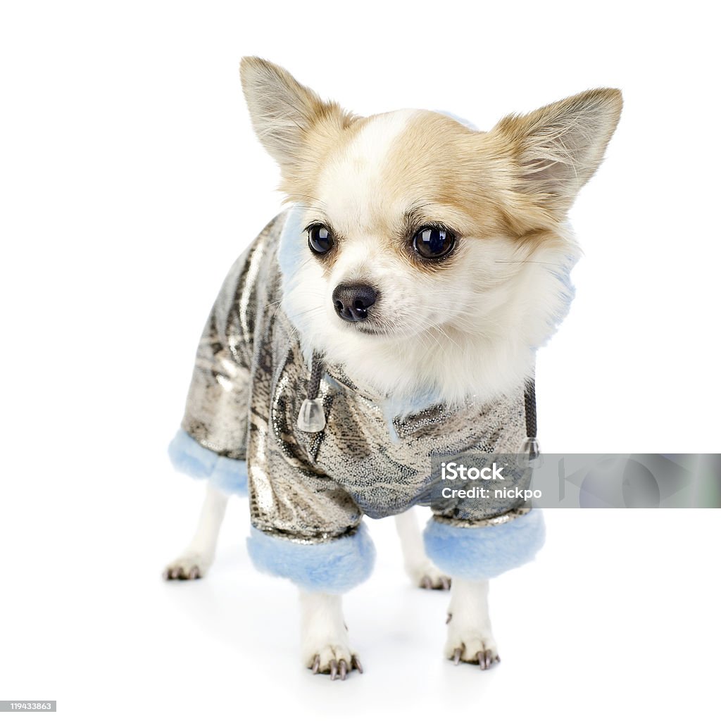 Chihuahua decorado en plata de invierno abrigo de piel con azul artificial - Foto de stock de Perro libre de derechos