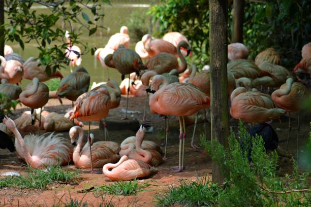 istock Many Flamingos 1194340157