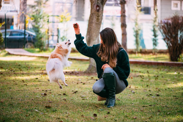istock Pomeranian Fox Playing with Beautiful Owner 1194340480