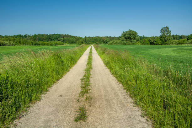 istock Dirt road through green cereals in a field, forest and blue sky 1194340640