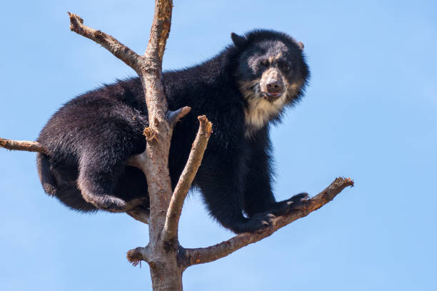 Oso Frontino - Banco de fotos e imágenes de stock - iStock Oso Frontino - Banco de fotos e imágenes de stock - iStock