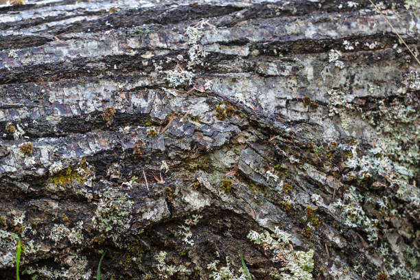 istock bark fills in whole screen 1194341825
