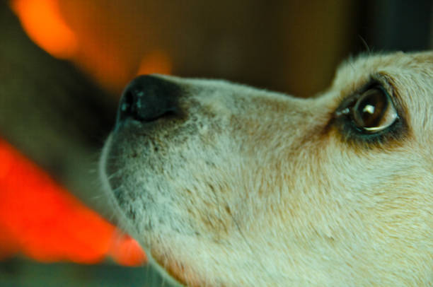 Animal Head, Puppy, India, Abandoned