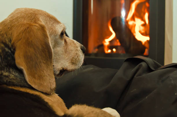 istock A cute beagle (dog) lays lazy and relaxed in front of a fireplace 1194342399