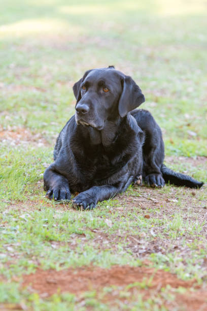 istock Black labrador dog laying down on grass 1194342814