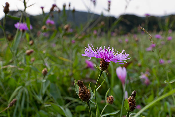 Herbstwiese stock photo