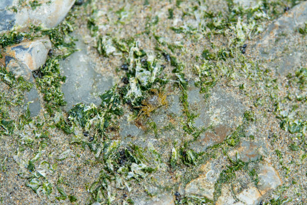 istock Sea weed growing on rocks exposed by low tide 1194343486
