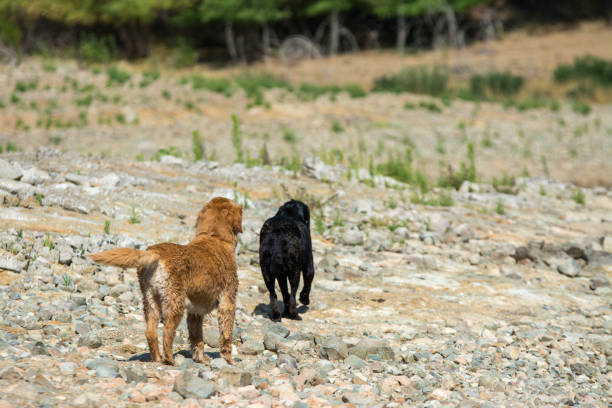 istock Two dogs running along the rocky terrain 1194343502