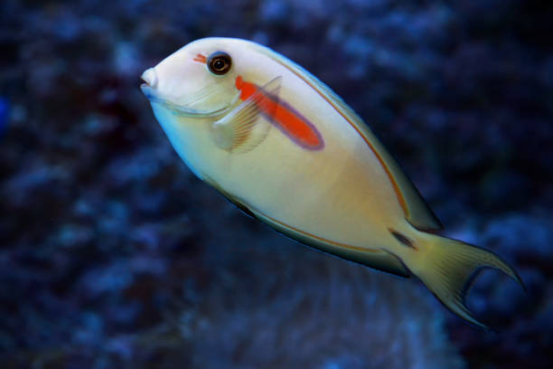 istock Orange band Surgeonfish (Acanthurus olivaceus) marine fish. 1194343703