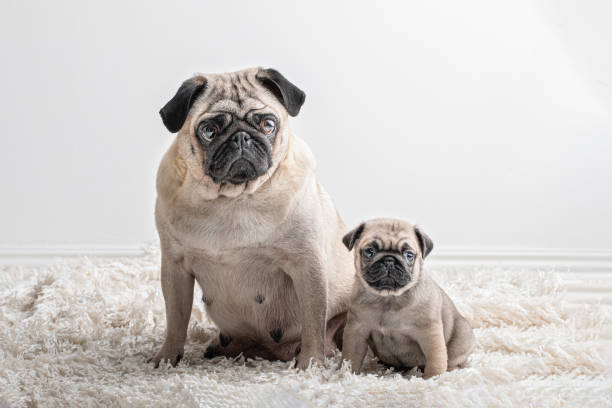 zwei ähnliche mopshunde, ein großer und ein kleines sitzen und blick auf die kamera. sie sind eine mutter und ihr welpen. - tierfamilie stock-fotos und bilder