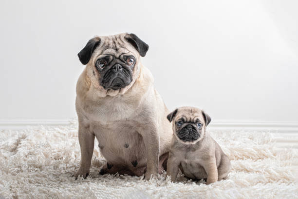 deux chiens pug similaires, un grand et un petit assis et regardant la caméra. ils sont une mère et son chiot. - famille danimaux photos et images de collection