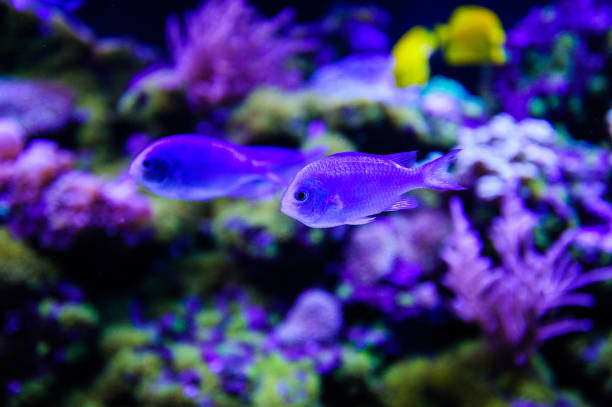 istock Wonderful and beautiful underwater world with corals and tropical fish. 1194344858