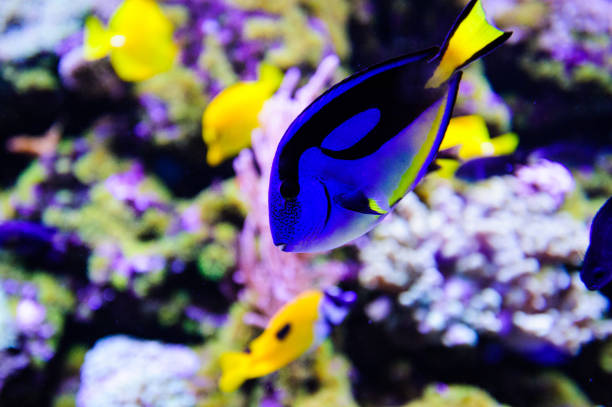 istock Wonderful and beautiful underwater world with corals and tropical fish. 1194344860