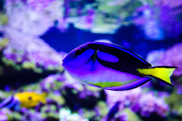 istock Wonderful and beautiful underwater world with corals and tropical fish. 1194344862
