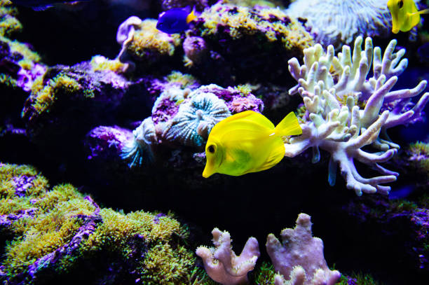 istock Wonderful and beautiful underwater world with corals and tropical fish. 1194344865