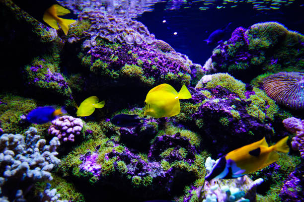 istock Wonderful and beautiful underwater world with corals and tropical fish. 1194344880