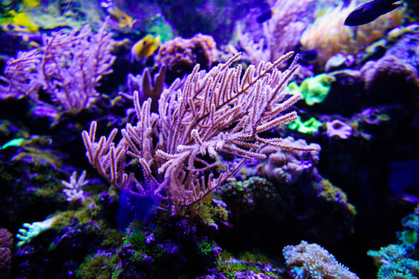 istock Wonderful and beautiful underwater world with corals and tropical fish. 1194344883