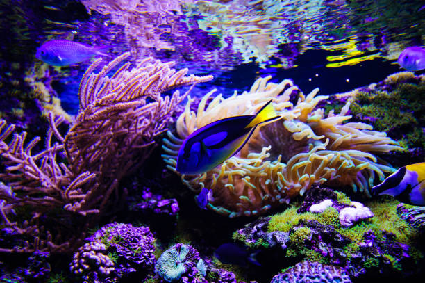 istock Wonderful and beautiful underwater world with corals and tropical fish. 1194344888