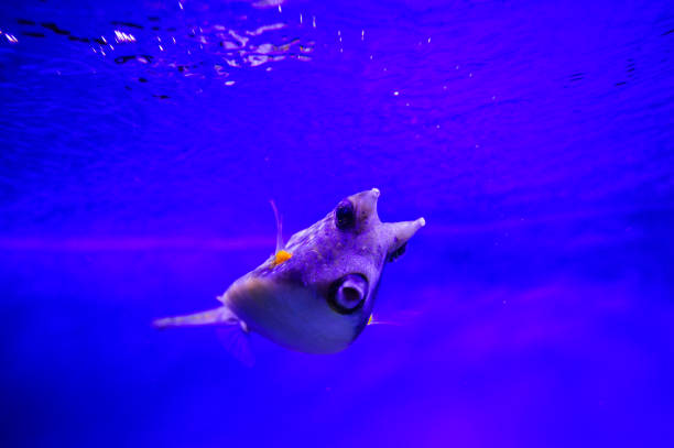 istock Wonderful and beautiful underwater world with corals and tropical fish. 1194344903