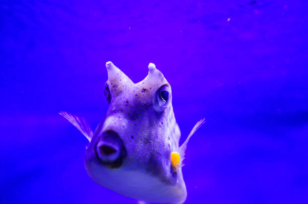 istock Wonderful and beautiful underwater world with corals and tropical fish. 1194344910
