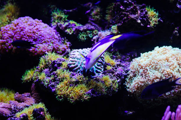 istock Wonderful and beautiful underwater world with corals and tropical fish. 1194344925