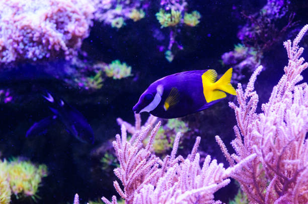 istock Wonderful and beautiful underwater world with corals and tropical fish. 1194344932