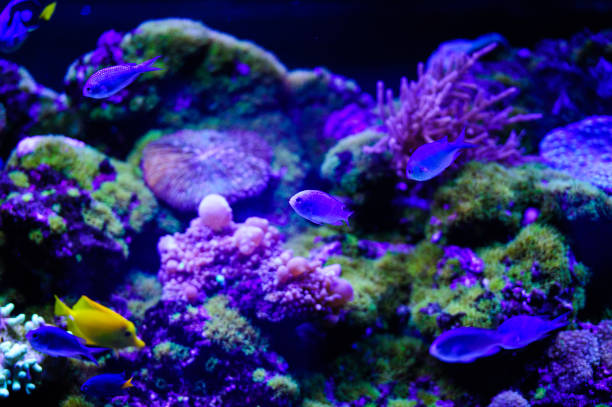 istock Wonderful and beautiful underwater world with corals and tropical fish. 1194344944