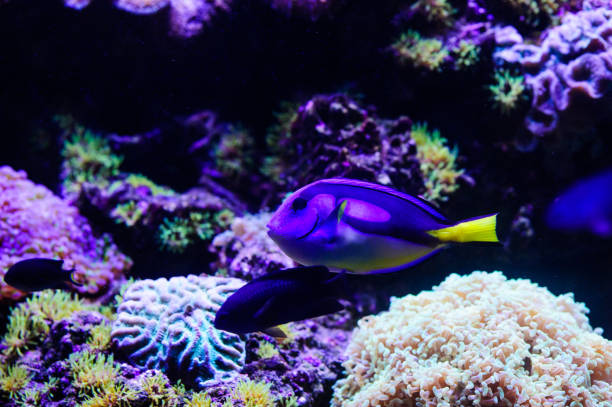 istock Wonderful and beautiful underwater world with corals and tropical fish. 1194344954
