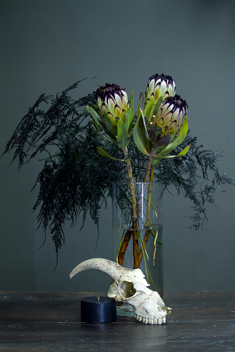 Still life with bouquet of protea, black candle and a goat skull on a dark background, selective focus