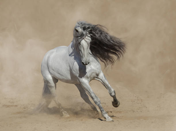 istock White Purebred Andalusian horse playing on sand. 1194346122