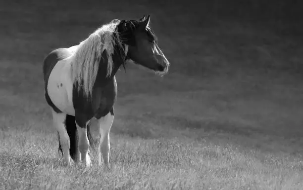 Gypsy horse stand on meadow.  Black-and-White photo.