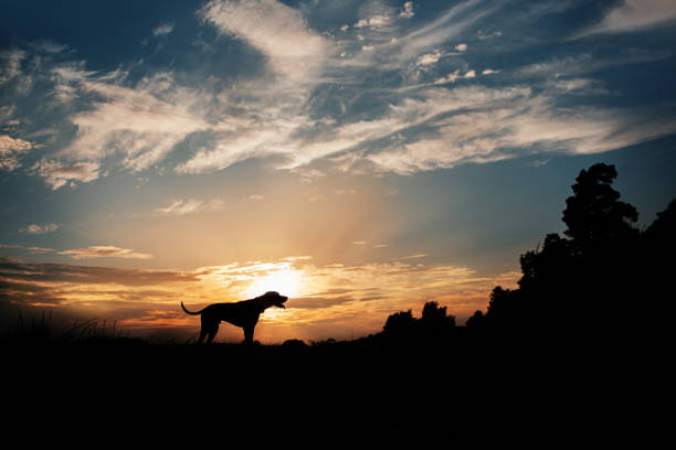 vizsla dog silhouette standing outdoors in sunset