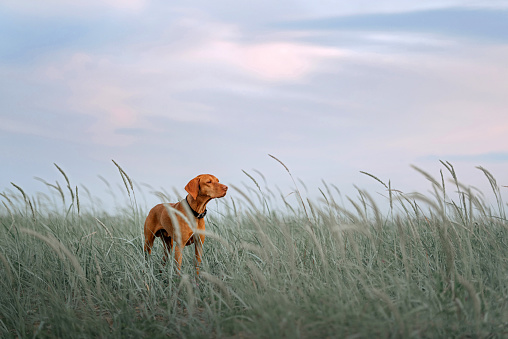 hungarian vizsla dog standing in tall grass