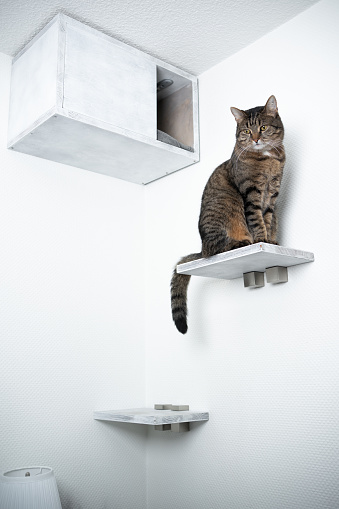 tabby domestic shorthair cat sitting on step in front of diy pet cave shelf looking down