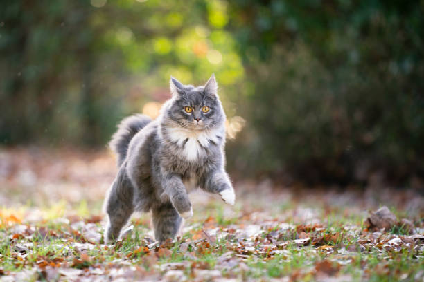 istock cat outdoors 1194348442