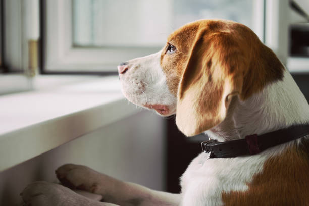 istock Dog looking out an open window 1194348789