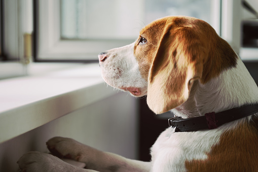 Curious Beagle dog looking out an open window. What's going on out there?