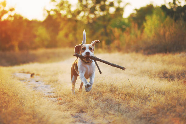 Happy running dog Happy beagle dog with stick in mouth running against beautiful nature background. Sunset scene colors dog running stock pictures, royalty-free photos & images