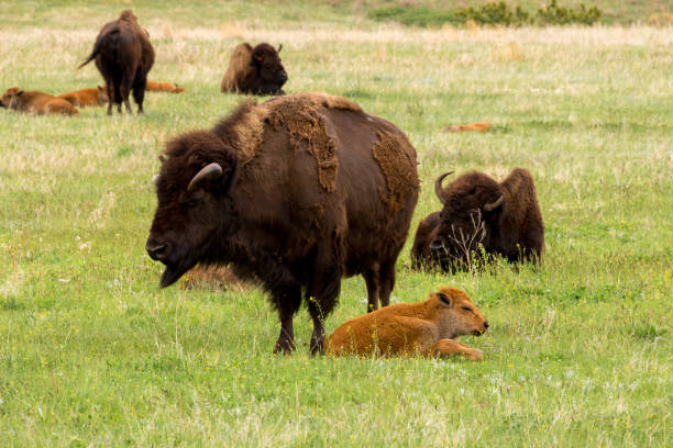 istock Buffalo grazing green pasture 1194348875